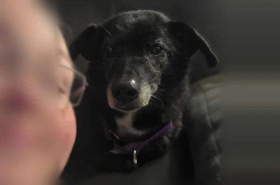 Lost dog, Prairie Road, 10450, Potosi, Kansas City - female, purple collar - photo