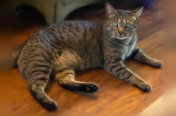 Lost cat, Whispering Oaks, 3709, Temple - male, brown tabby, 11 years old - photo