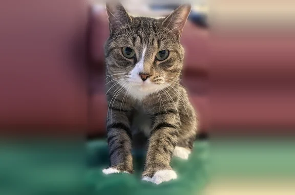 Lost cat, Fenimore Street, 340, New York - male grey tabby with white markings - photo