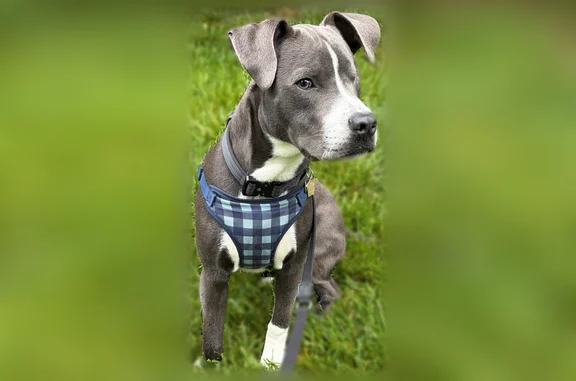 Lost dog, Maple Drive, 316, Kennett Square - male, missing left eye - photo