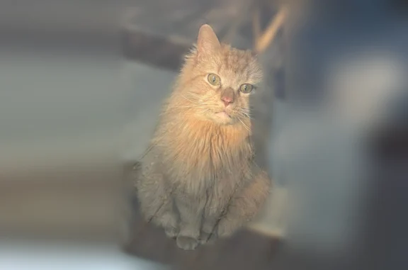 Missing cat Bolton, photo: Lost cat, Shoddy Mill Road, Bolton - male, orange long-haired, medium size