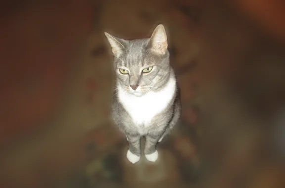 Lost cat, 186th Street, 89-41, New York - male, grey with stripes and green eyes - photo