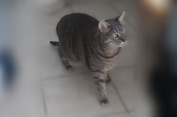 Chat perdu mâle, Rue Paratojo, 31, Bastia - grand chat gris tigré - photo