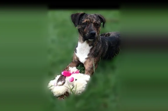 Lost dog, Wisteria Road, 1910, Loves Park - male, 15 years old - photo