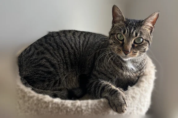 Lost female cat, South Rainbow Drive, 1999, Memphis - small grey tabby with a white chest puff - photo