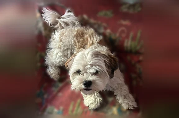 Missing dog Weslaco, photo: Lost dog, Cardenas Avenue, 6113, Weslaco - female