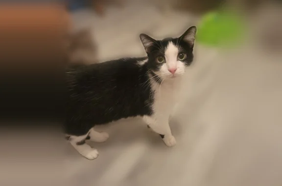 Chat perdu mâle, Rue Montcalm, 32, Caen - noir et blanc, craintif - photo