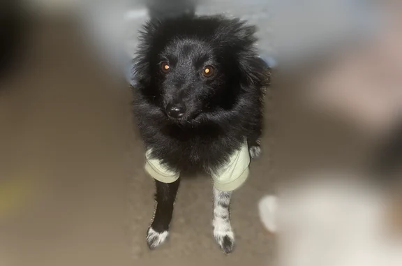 Lost dog, West Washington Street, 1252, South Bend - female Pomeranian, black with white leg - photo