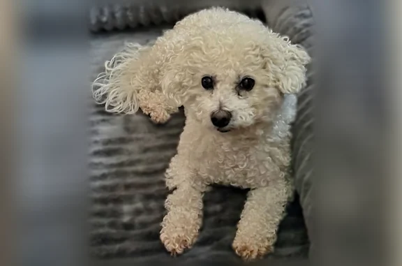 Lost dog, Cromwell, Connecticut, Cromwell - 12 lbs, 11 years old - photo