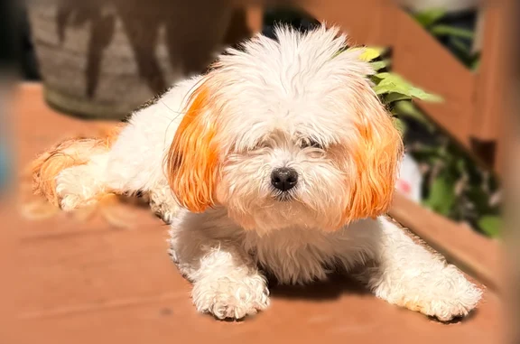Lost dog, Middle Lane, 10409, New Haven - white coat, orange ears and tail - photo