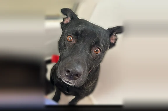 Missing dog Female, Carson City (usl539345) - photo