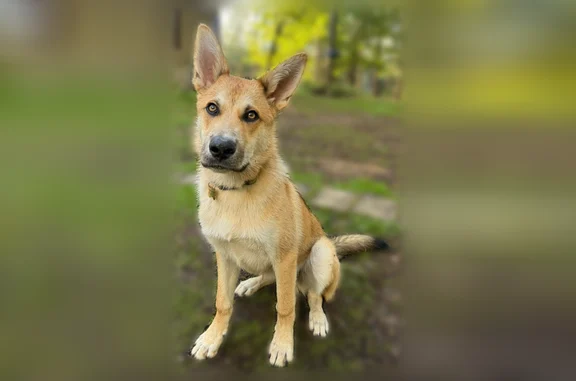 Lost dog, Nevada City, California - went toward North Fork Creek - photo