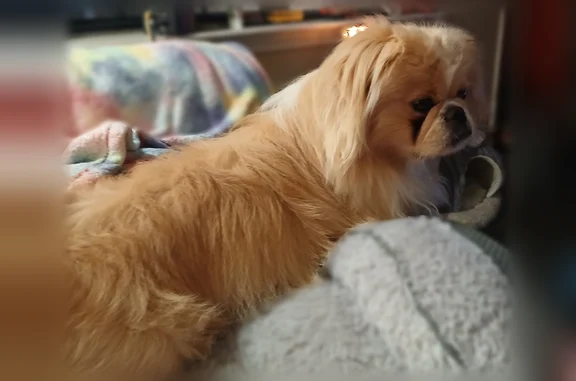 Lost dog, Waxmyrtle Way, Perry - cream-colored Pekingese, long coat - photo