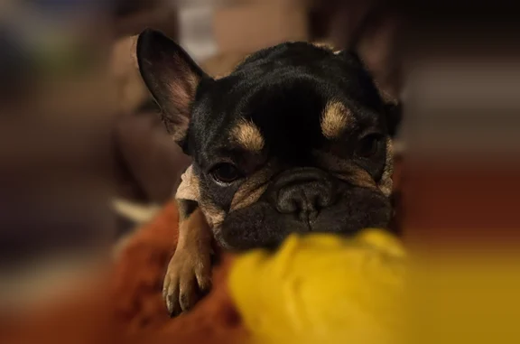 Lost dog, West Washington Avenue, 756, Jackson - female Frenchie - photo