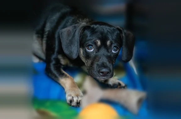 Lost dog, male, Evergreen Lane, 4326, Talmo - black and tan, microchipped - photo