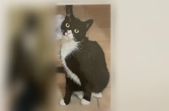 Lost cat, female, 68th Street, 70-15, New York - small, shy black tuxedo - photo