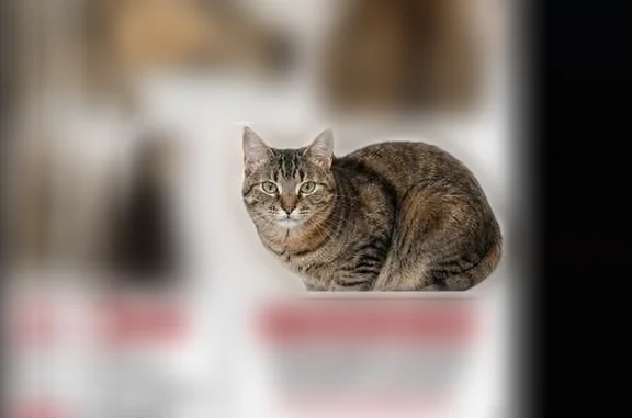 Lost cat, Glenwood Court, 2717, Naperville - photo