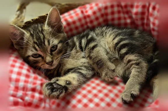 Chat perdu, femelle, Rue du Champ Baudry, 13, La Flèche, Paris - toute petite, 2 mois - photo