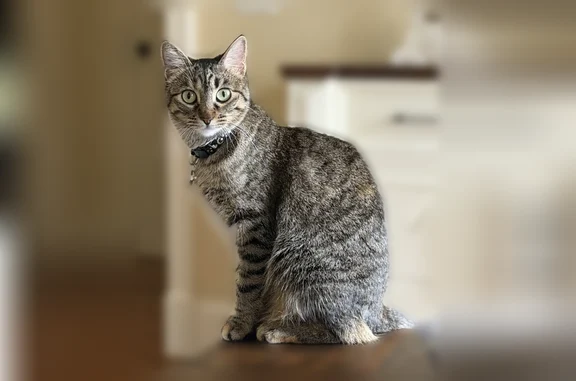 Lost cat, East Ridge Circle, 1989, Madison - female, gray tabby - photo