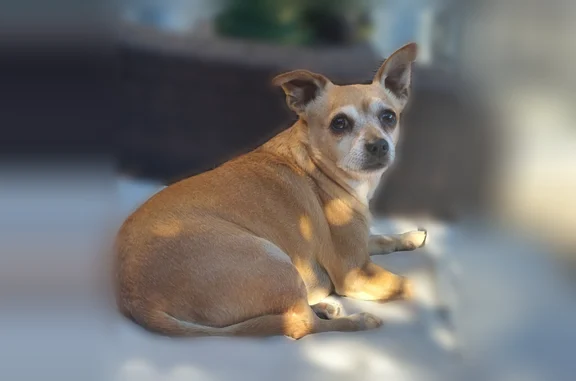 Lost dog, West Escuda Road, Glendale - male chihuahua, reddish brown coat - photo