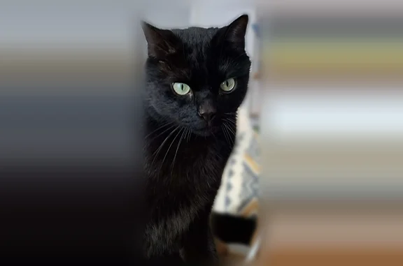 Chat perdu, Fontaine-Étoupefour, photo: Chat perdu mâle, Rue Montcalm, 32, Caen - noir et blanc, craintif