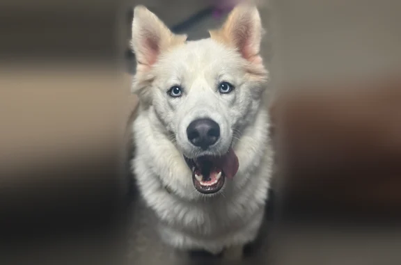 Lost dog, Rainbow Trout Road, 4086, Alpharetta - male, 100 lbs, very gentle - photo