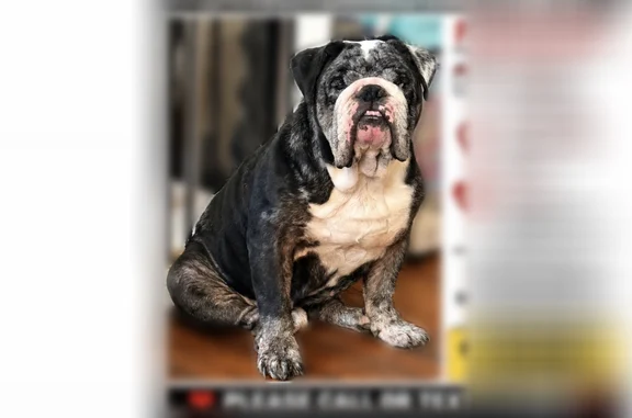 Missing dog Pensacola, photo: Lost dog, Chaseville Street, West Pensacola, Pensacola - male English bulldog