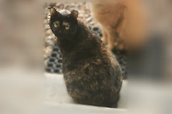 Chat perdu mâle, Rue de l'Andelle, 77, Alizay, Paris - rouquin castré - photo