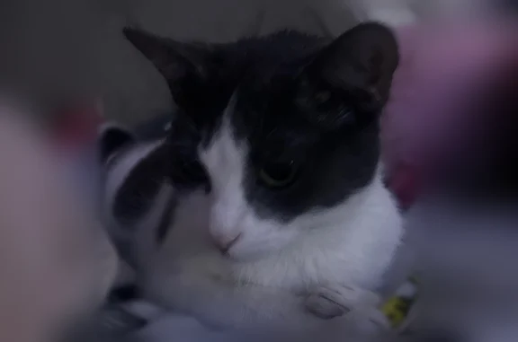 Lost cat, South Halstead Drive, 205, Horizon City - white with grey spots, green eyes - photo