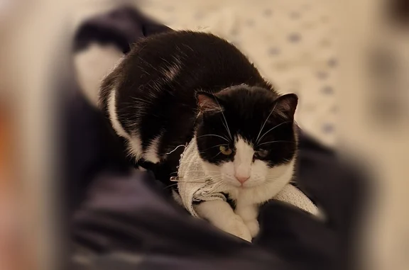 Chat perdu, Gouzon - noire et blanche, en traitement - photo