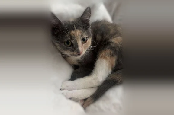 Missing cat Female, Overland Park (usl539363) - photo