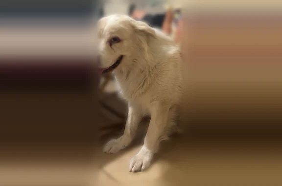 Lost dog, West Acapulco Lane, 3235, Phoenix - male, all white, limping - photo