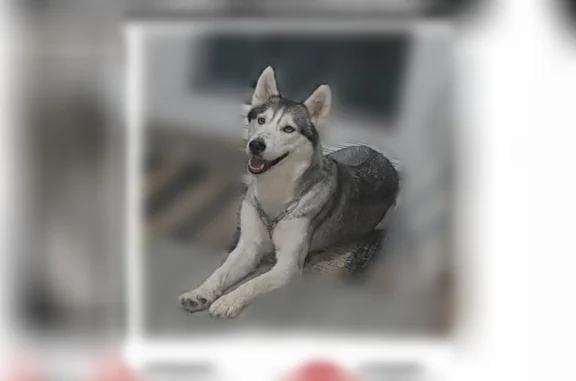 Chien perdu, femelle, Rue Charles Robin, 14, Villeurbanne — noir, blanche, grise et beige - photo