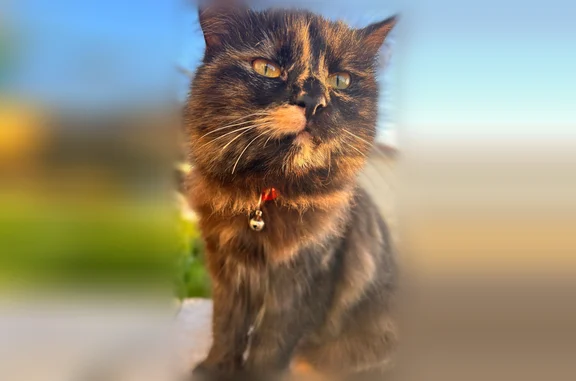 Chat perdu, femelle, Avenue des Pyrénées, Castillonnès - patte arrière beige, collier rouge - photo