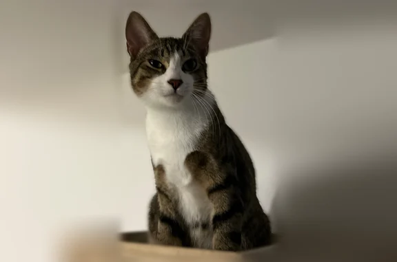 Chat perdu mâle, Chemin de Brunelet, 18, Saint-Germain-Laprade, Paris - jeune, castré et pucé - photo