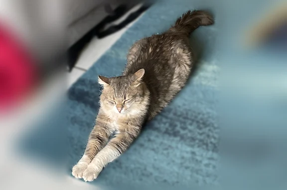 Chat perdu mâle, Chemin des Tinots, Chatuzange-le-Goubet - photo