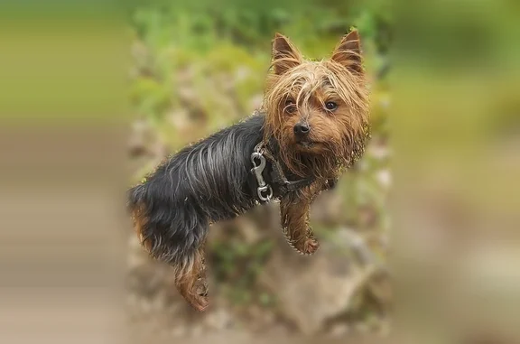 Chien perdu mâle, Rue du Canal de Calais, 80, Sainte-Marie-Kerque - Yorkshire terrier marron et noir - photo