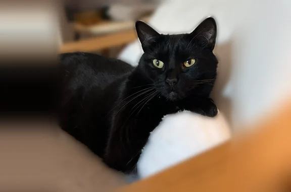 Chat perdu femelle, Rue Diderot, 12, Ollioules, Marseille - robe noire - photo