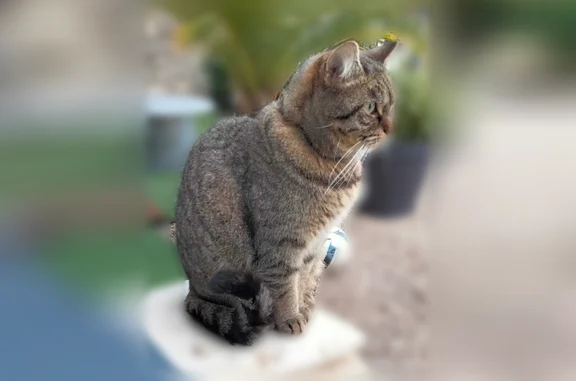 Chat perdu femelle, Route de Chinon, 44, Cravant-les-Côteaux, Ligré - chatte marron tachetée - photo
