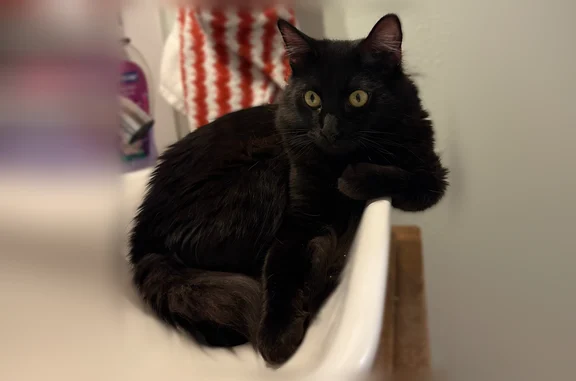 Lost cat, Salt Lake City, Utah - male, no blue collar - photo