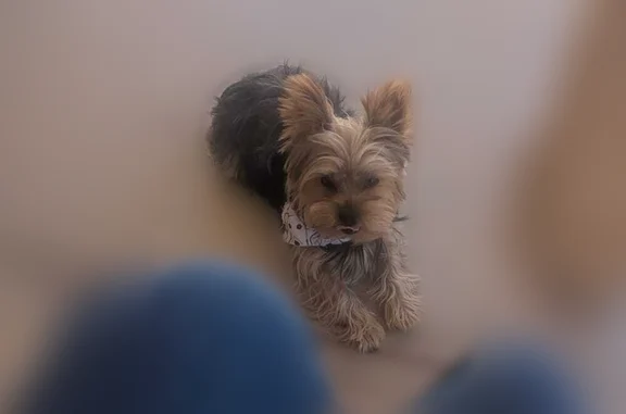 Missing dog El Paso, photo: Lost dog, Tierra Sonora Drive, 3029, El Paso - black and goldish, jumped the fence
