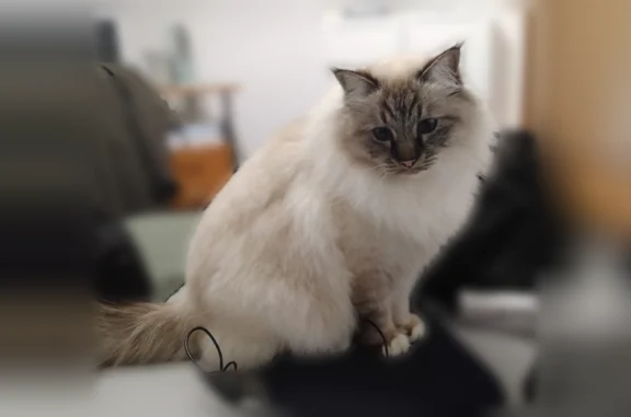 Chat perdu mâle, Chemin des Ourtigous, Oloron-Sainte-Marie, Paris - poil angora blanc, yeux bleus - photo