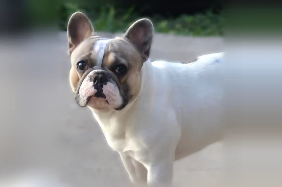 Lost dog, Brownsville — Apollo Circle, 1968, male, spots on head and tail - photo