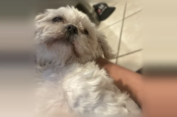 Missing dog Indianapolis, photo: Lost dog, Meadowlark Drive, 5882, Indianapolis - female, white, pink necklace