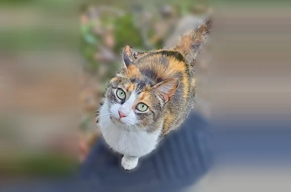 Missing cat Petal, photo: Lost cat, Boxtel Street, 211, Petal, Petal - female calico, blue collar, microchipped
