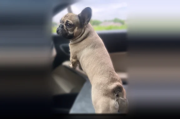Lost dog, Silent Forest Drive, 5806, Las Vegas - fawn male French bulldog, strong build - photo