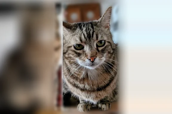Chat perdu mâle, Rue René Delissen, Dunkerque, Paris - très craintif - photo