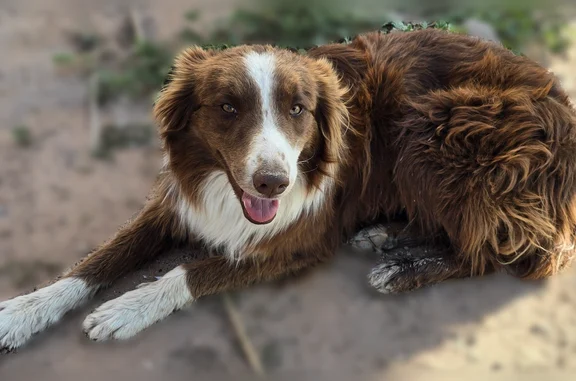 Found dog Odessa, photo: Found dog, West Garrett Drive, 12673, Odessa - female border collie