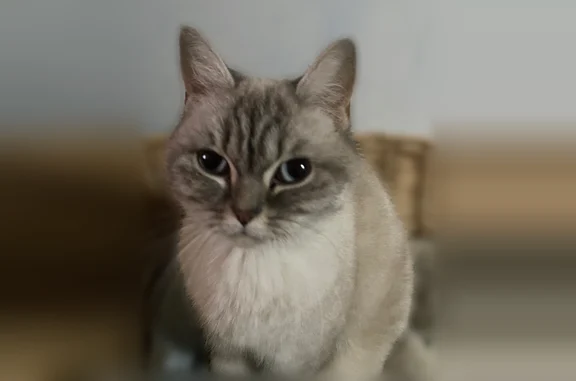 Chat perdu, Herbitzheim - femelle, blanche avec du gris sur le visage et de grosses yeux bleus louchants - photo