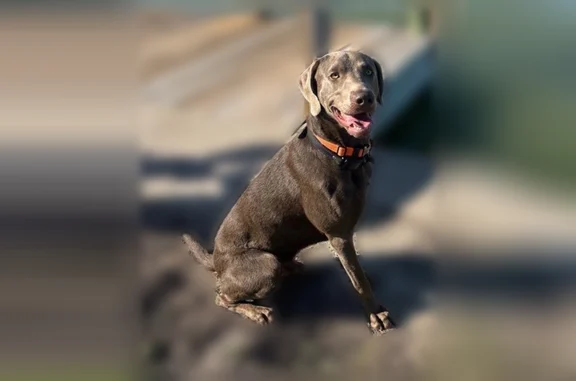 Lost dog, Simpson Drive, 1405, Hurst - male, brown Weimaraner/Lab mix - photo